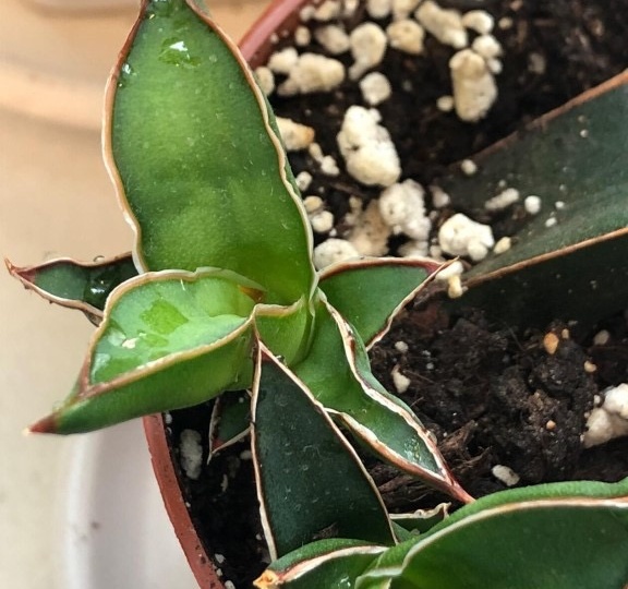 Сансевиерия «плачет»: разгадываем тайну капель на листьях