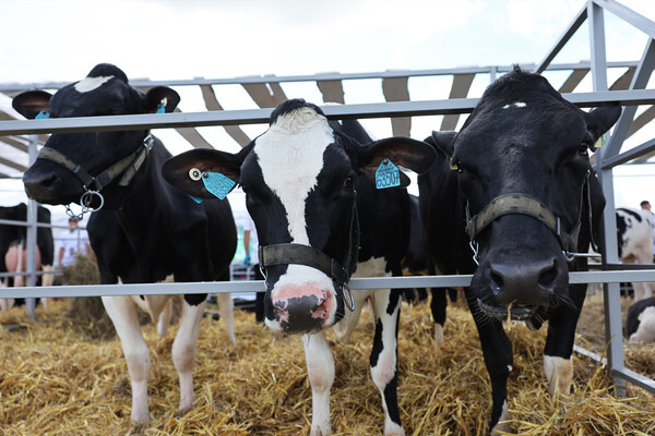 Михаил Голенков/РИА Новости   📷