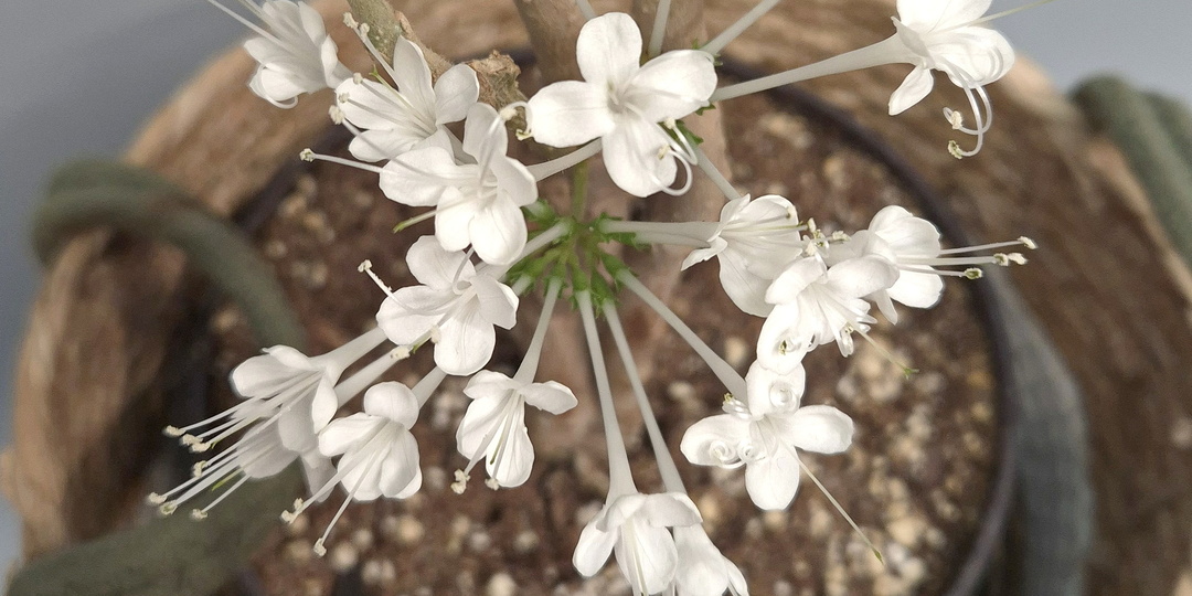 Клеродендрум Швайнфурта, лат: Clerodendrum schweinfurthii