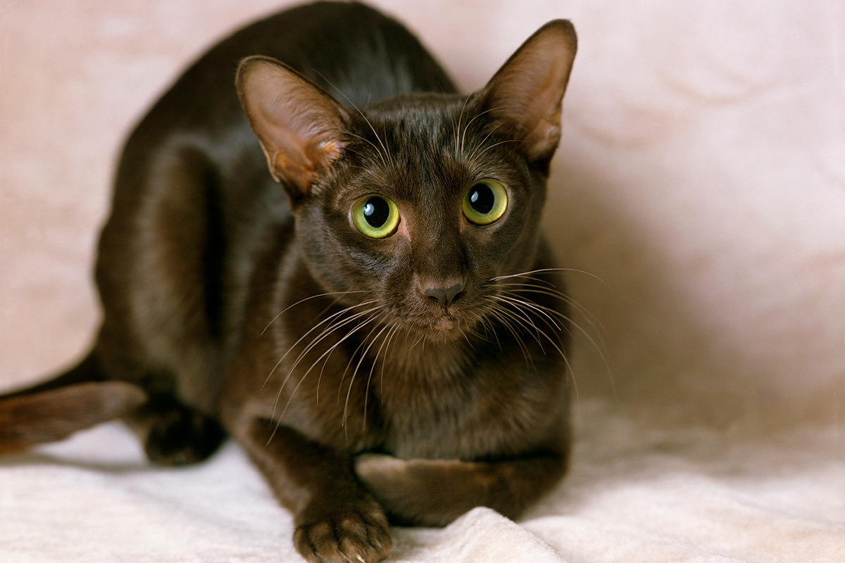 slowmotiongli / Shutterstock / FOTODOM📷Гавана