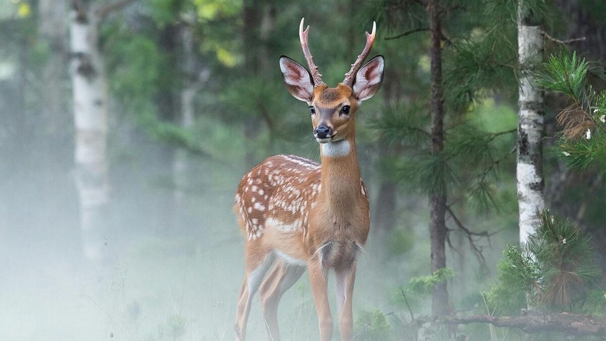    Изображение создано при помощи ИИ.