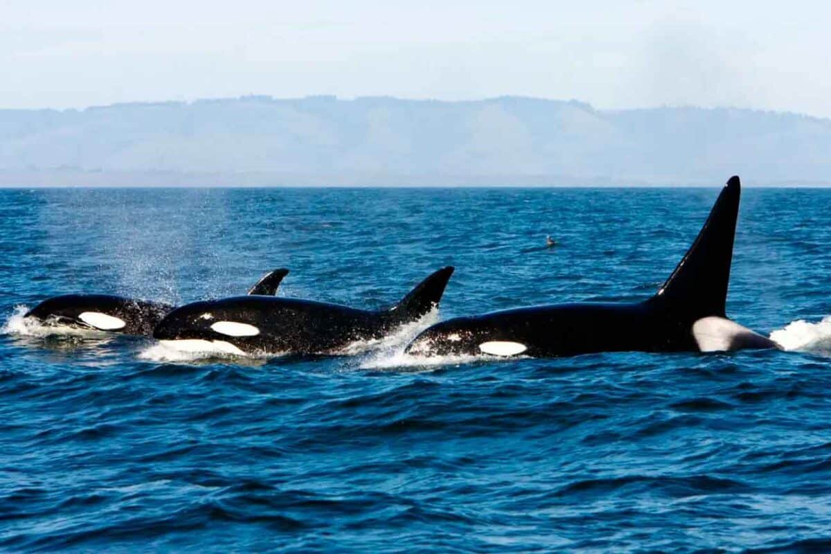    На некоторых косаток могут нападать другие косатки / Alamy, Francois Gohie, VWPics