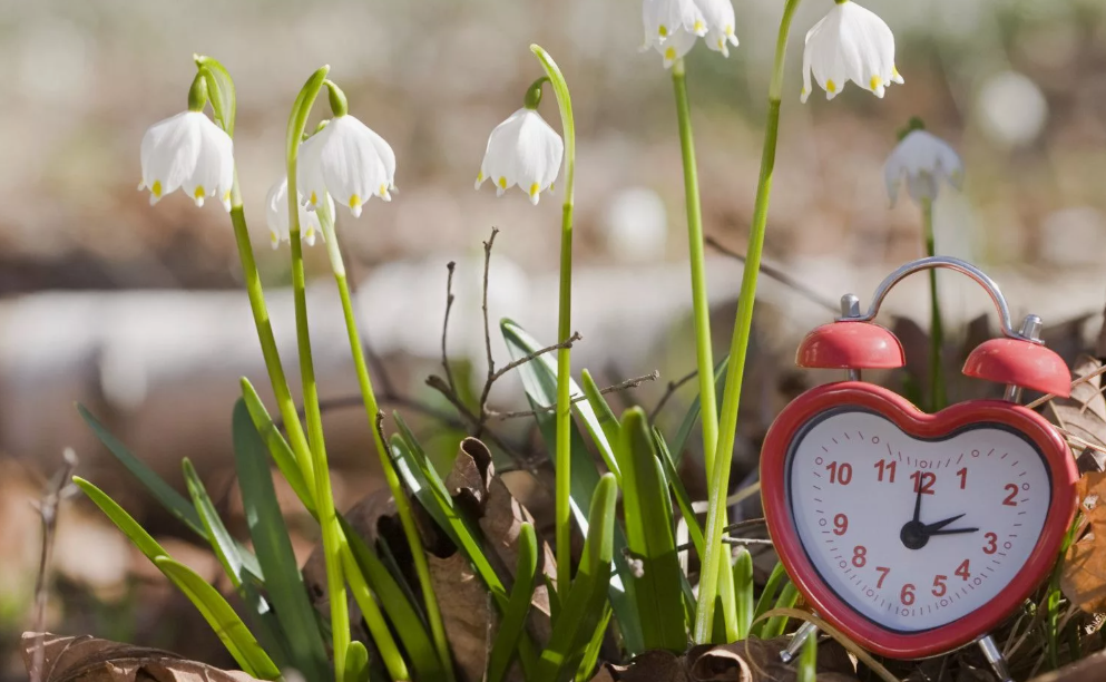 картинки Яндекс