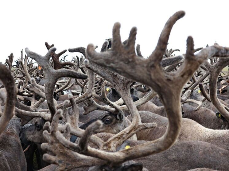     Фото: Андрей Ткачёв/«Ямал-Медиа»