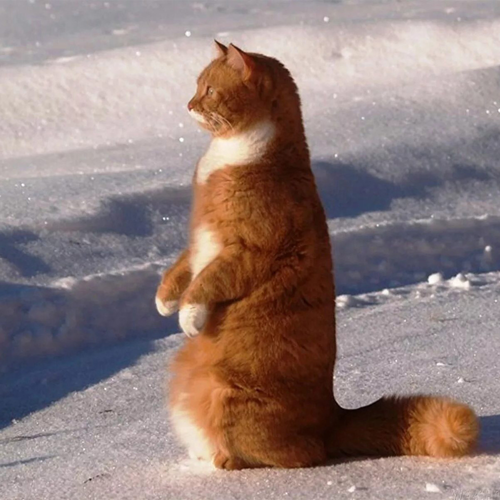 Картинка из сети интернет, спасибо автору.