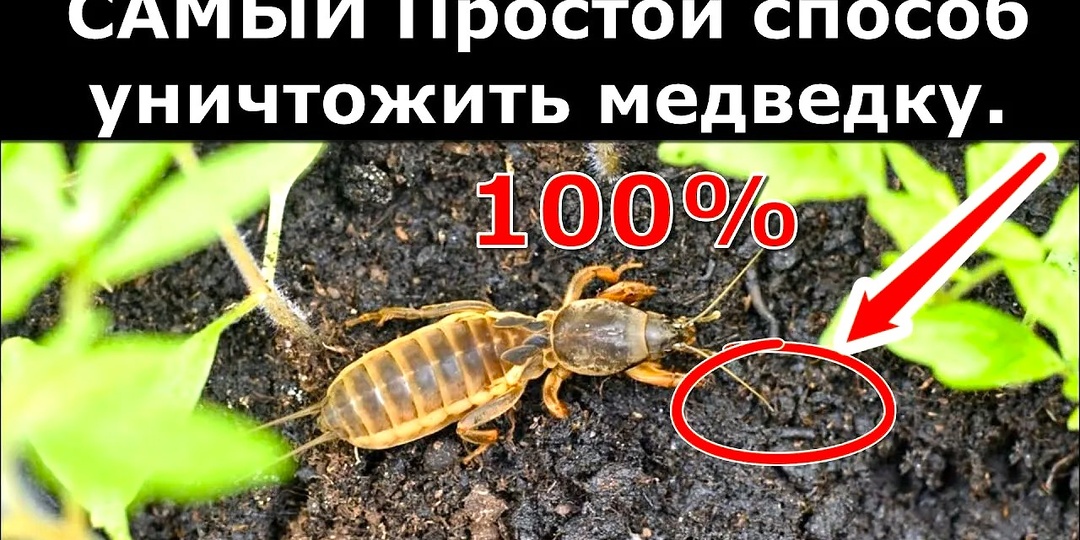 Средства от медведки: какие ловушки и препараты работают лучше всего