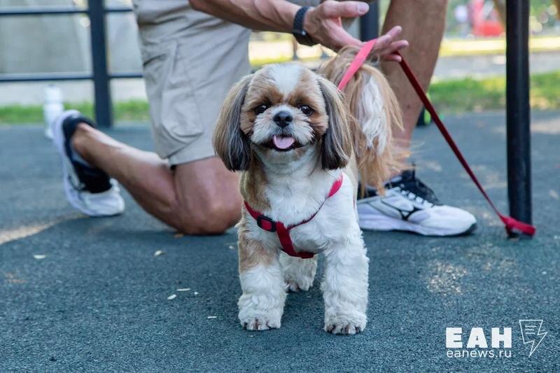    ЕАН. Собака