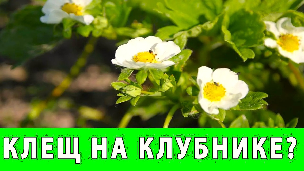 Как защитить клубнику от клеща и пятнистостей весной