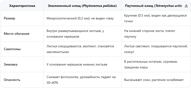 Земляничный клещ vs Паутинный клещ