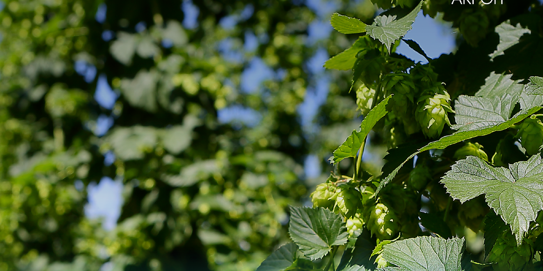Азбука культур «Акрон»: шишки ХМЕЛЯ