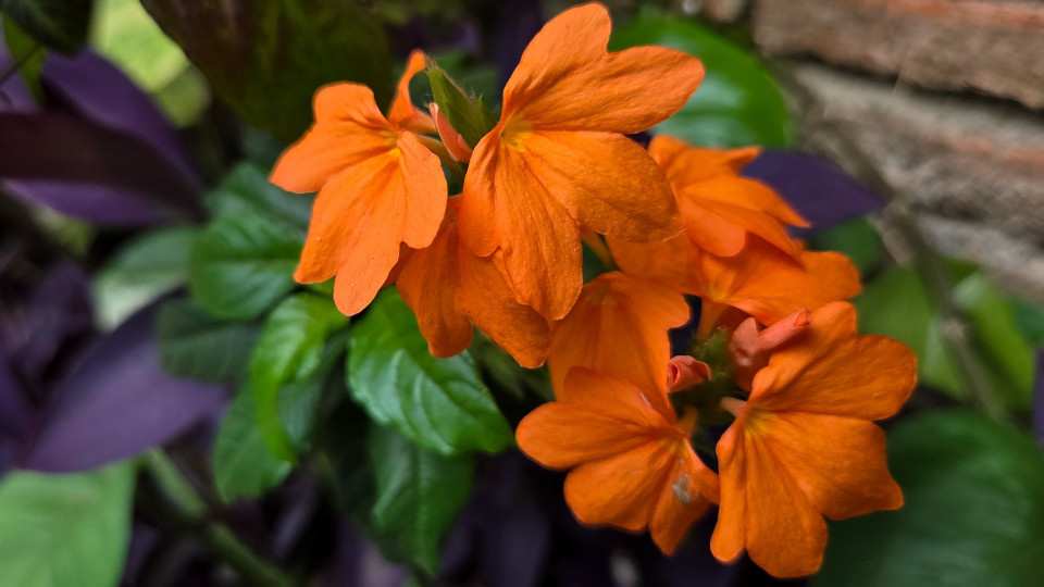 Кроссандра. Фото: Tri_Visuals / Shutterstock / Fotodom
