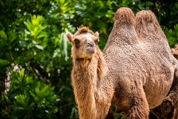 Douglas Olivares/Shutterstock/FOTODOM   📷