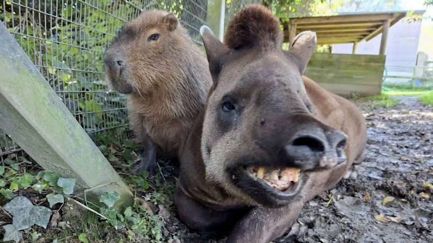   Фото: newquayzoo.org.uk