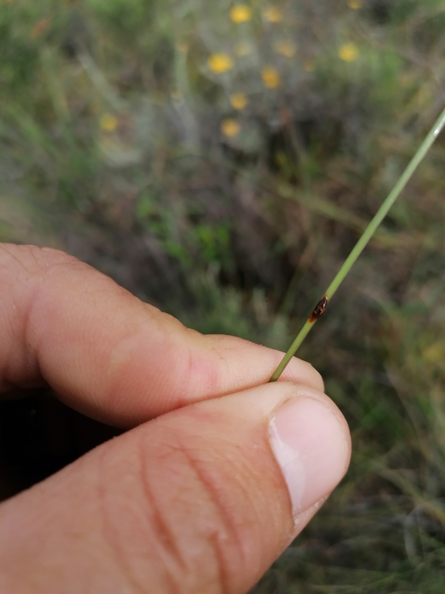 Запаховая метка земляного волка
