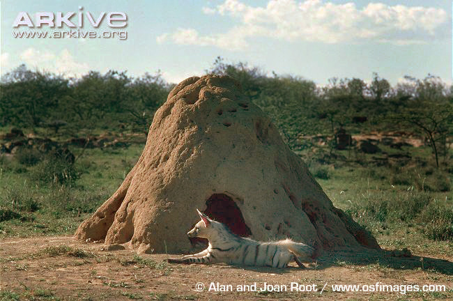 Земляной волк выглядывает из старого термитника