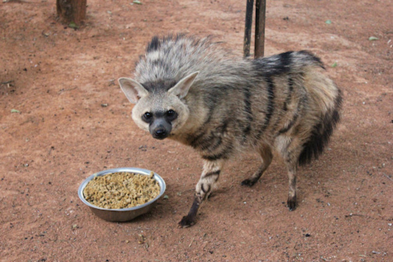 Земляной волк в профиль