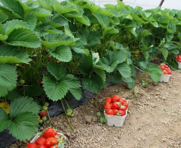 Уникальная ягода, которая растет в междурядье и приносит всестороннюю пользу