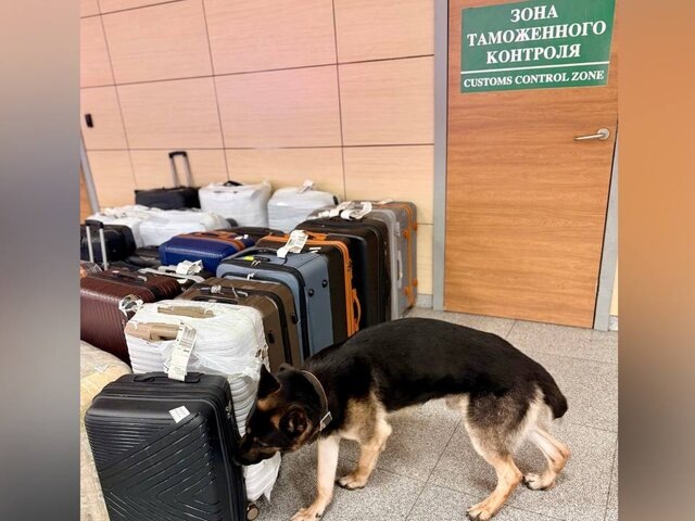    Фото: domodedovo.customs.gov.ru