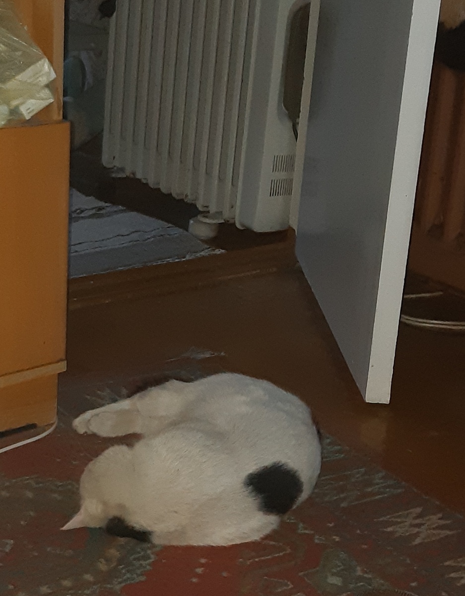 С Марфою и лютней проще и уютней, это нам известно с давних лет, но покамест рано жить без  бани с чаном , я их всех  не брошу нет-нет-нет! Долгиеее дороги, протянууул я ноги, зашуршало что-то позади.. Ты уже не мальчик, котик-пара банщик, кошечку на баню приводи