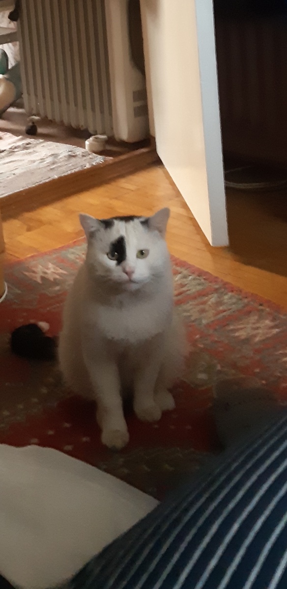  В баню что ли идти надумали? Меня возьмите! Юный пара банщик, юный пара банщик! Я стучу тазами: тук- тук-тук! Задирает ноги в бане старый бобик, пара наподдам и - ему каюк!