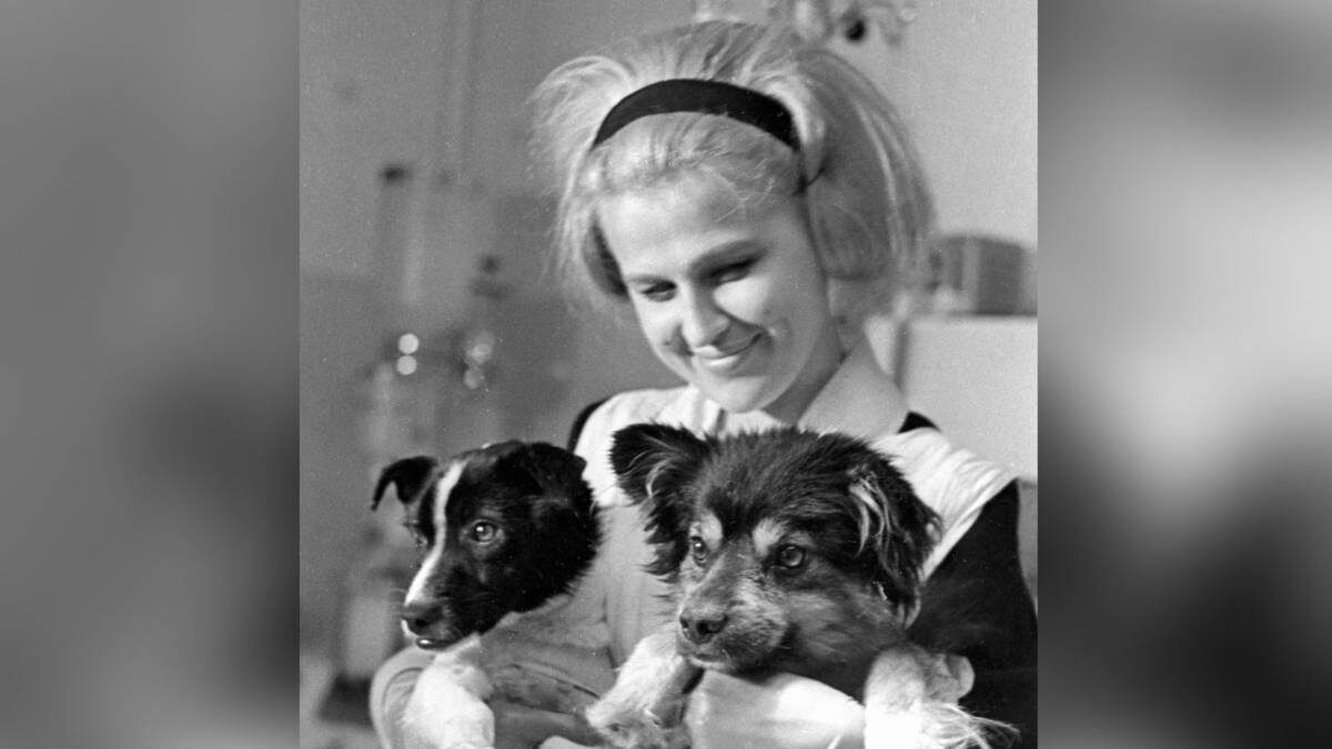    Члены экипажа биоспутника «Космос-110» Уголек и Ветерок на вторые сутки после приземления / Фото: Лев Поликашин / РИА Новости