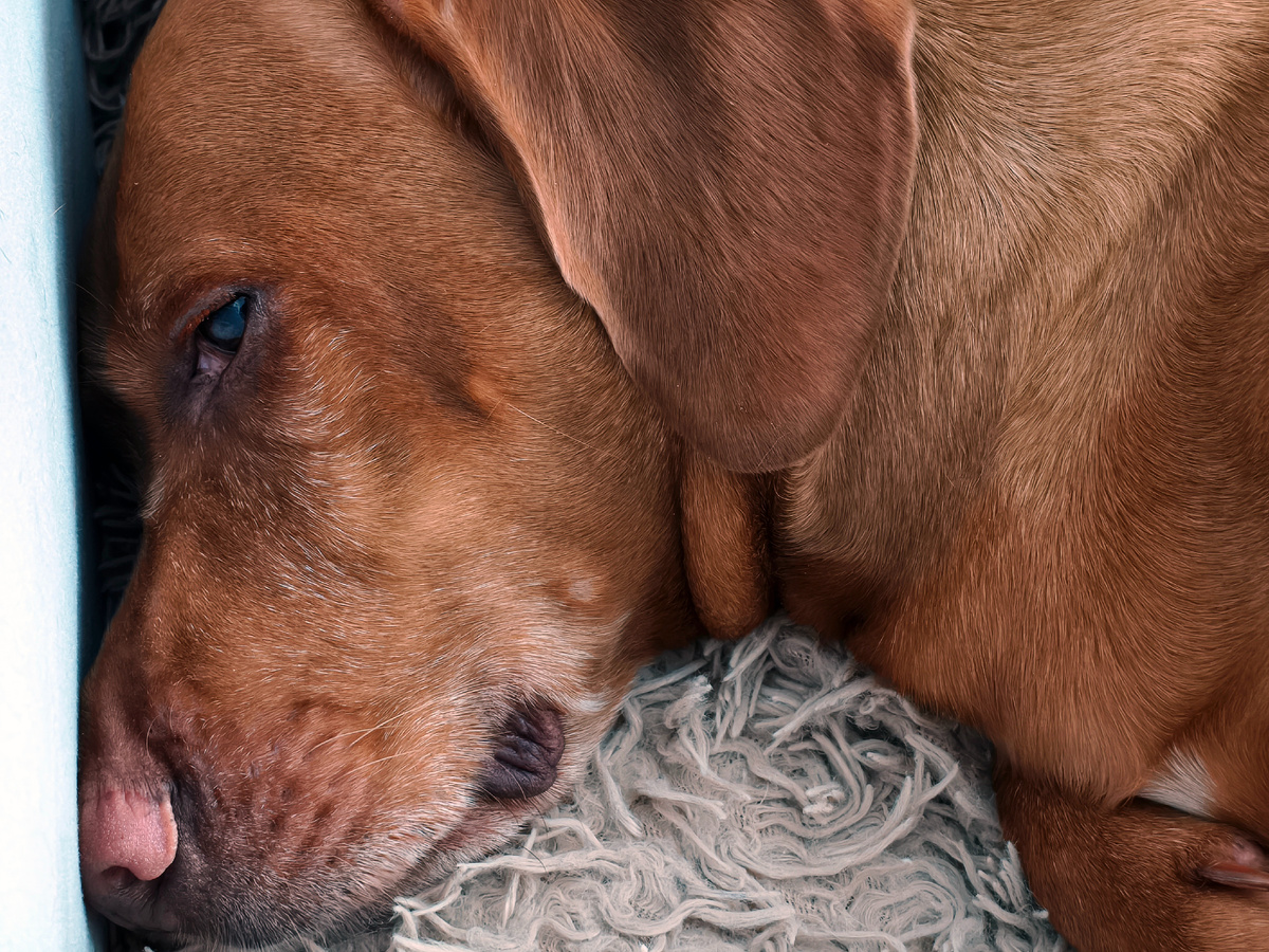 Рисунок 2: Добби: мужик патамушта