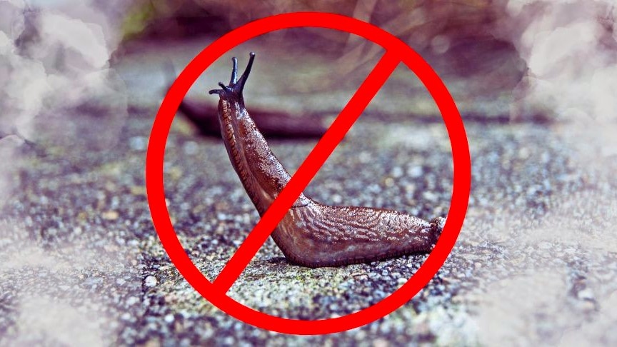 Как предотвратить появление слизней на участке в начале сезона