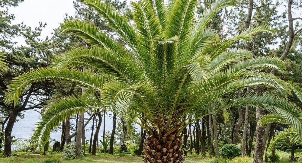 ПАЛЬМА ФИНИКОВАЯ (Phoenix dactylifera)