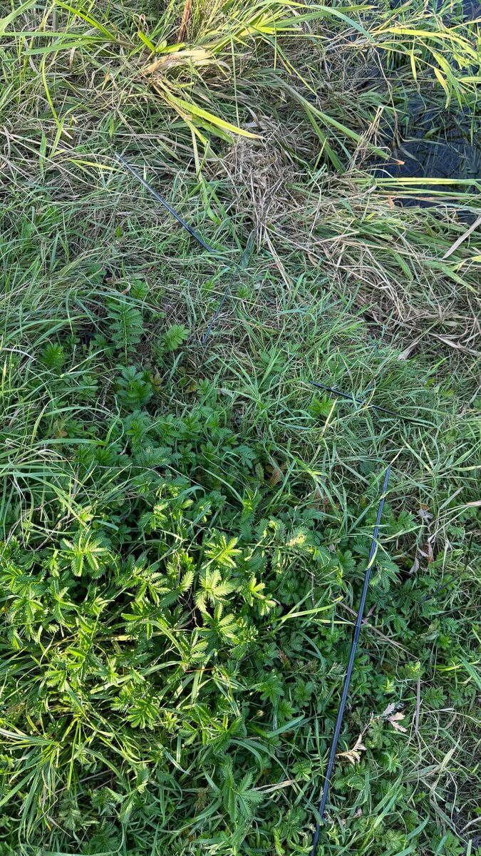 Если присмотреться - вы увидите куски вершинки от моего спиннига =(