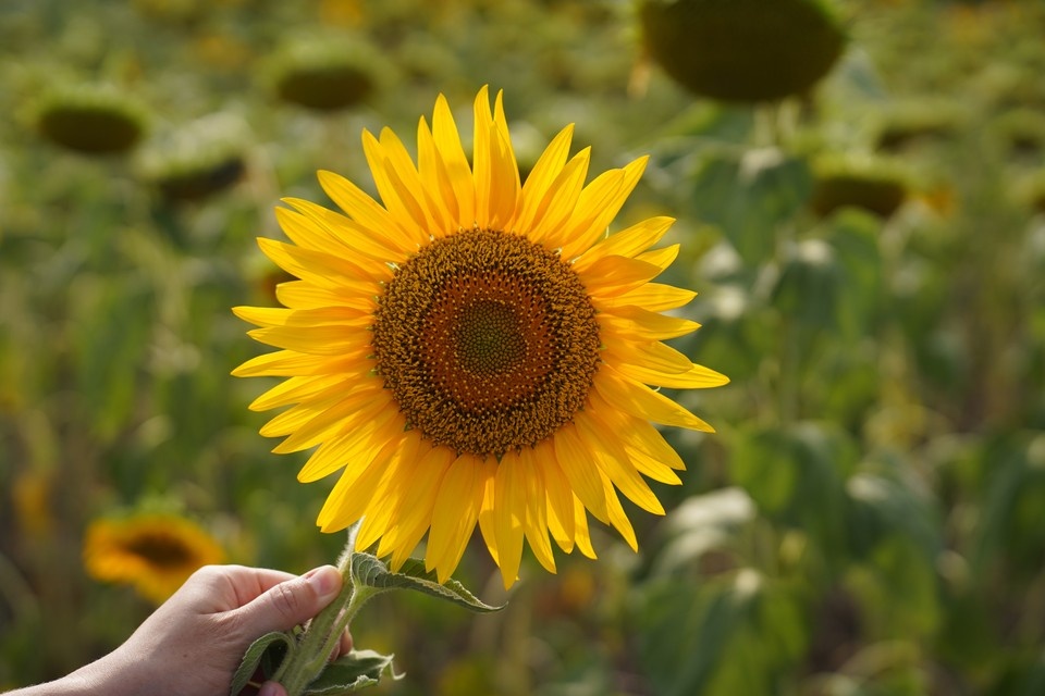    Главная масличная культура на Дону - подсолнечник. Светлана МАКОВЕЕВА