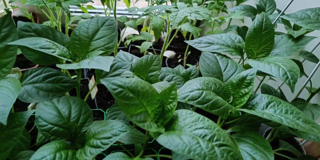 5 ошибок при подкормке рассады — разбираем подробно и просто.