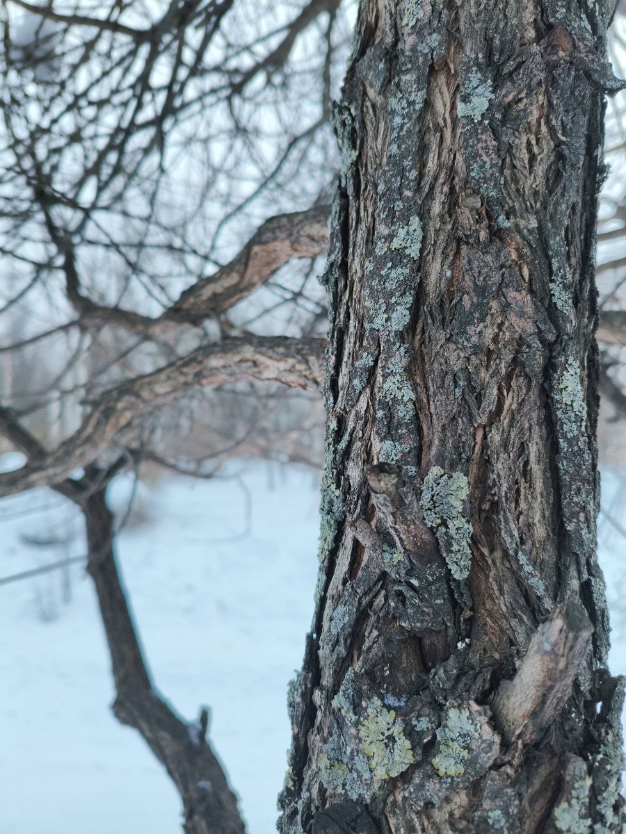 Листайте карусель фотокарточек с деревьями ➡️➡️➡️➡️