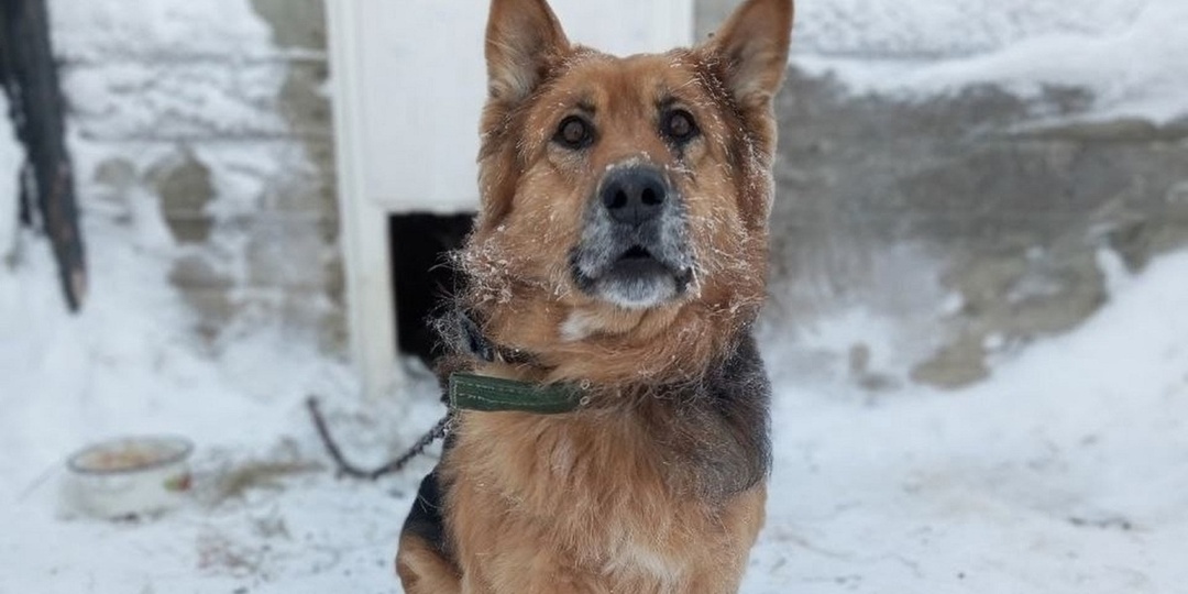 В НАО пытаются отыскать хозяина чепрачной овчарки