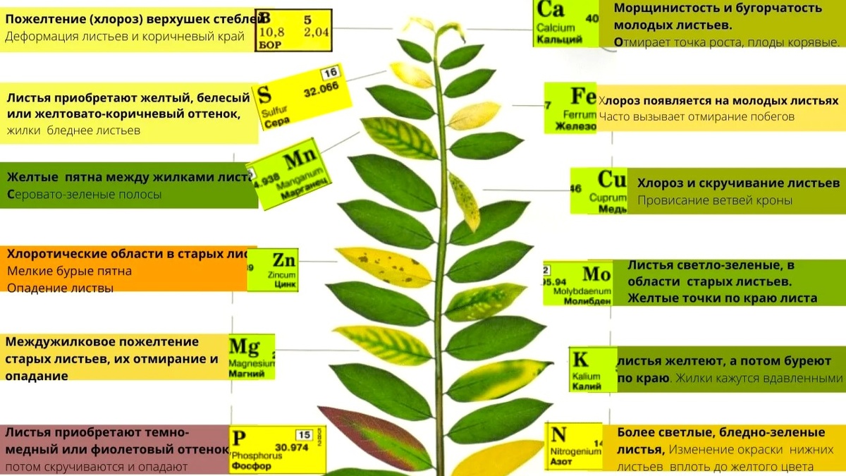Признаки дефицита микроэлементов