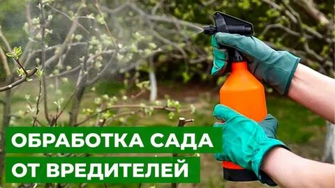 Можно ли совмещать обработку от вредителей и подкормку