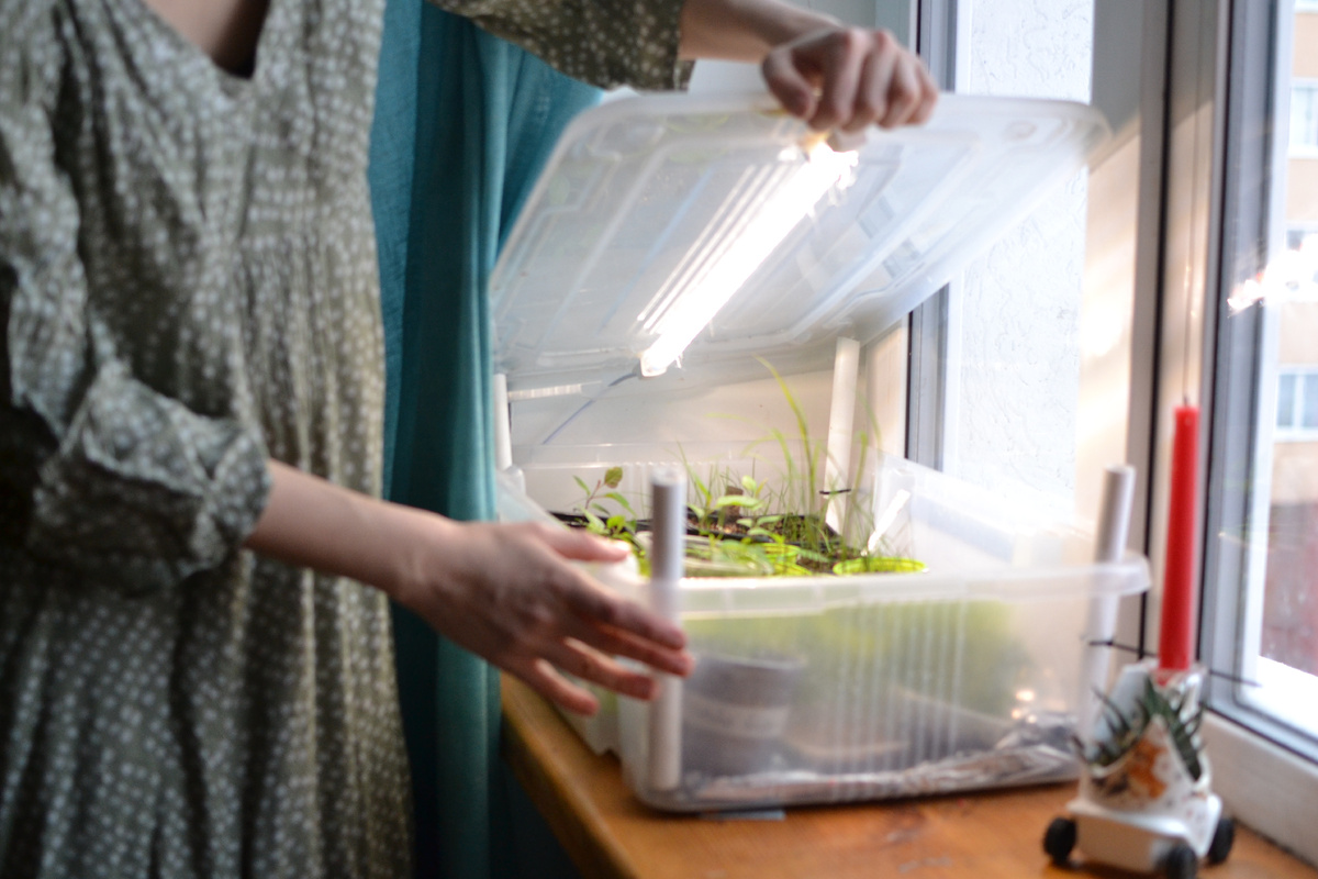 Маруся и прохладная тепличка - на северном подоконнике, где окно почти всегда приоткрыто на микропроветривание.