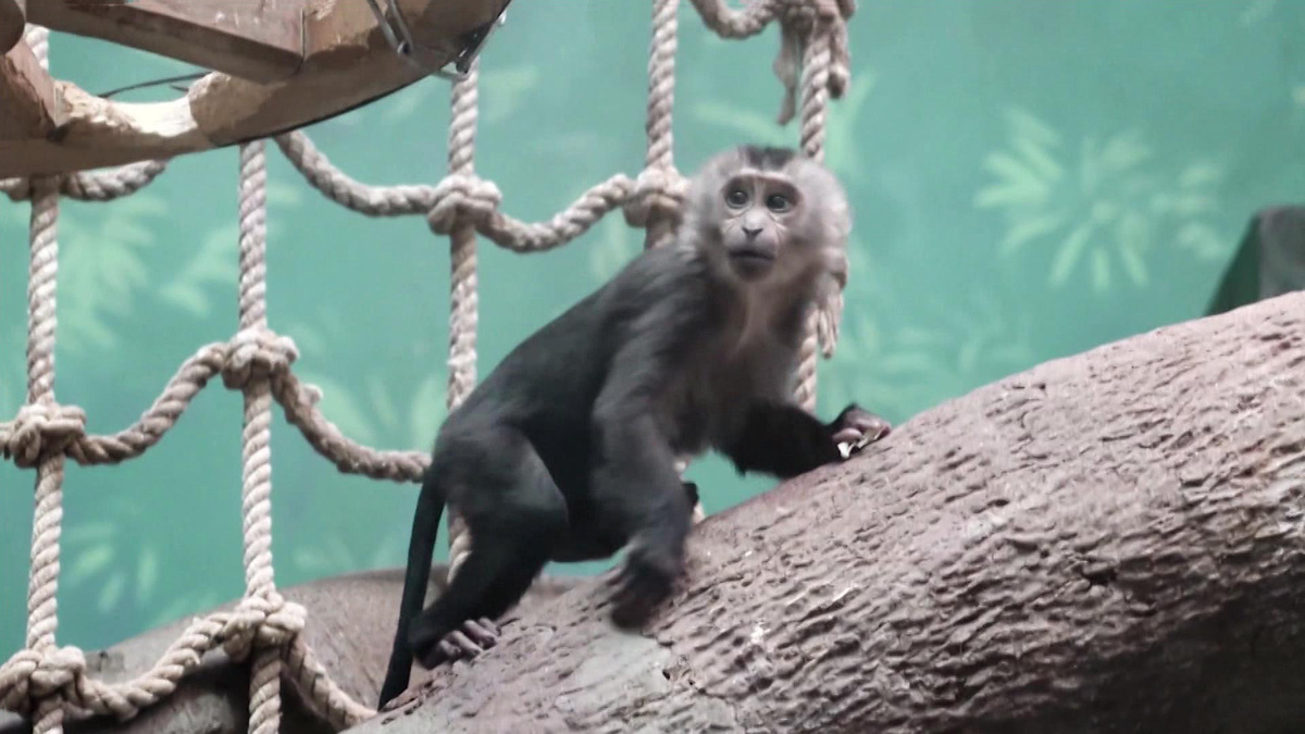    Вести-Москва. макаки