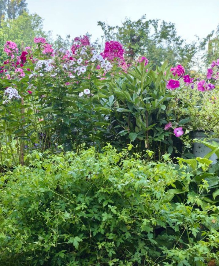 Сибирская герань на переднем плане