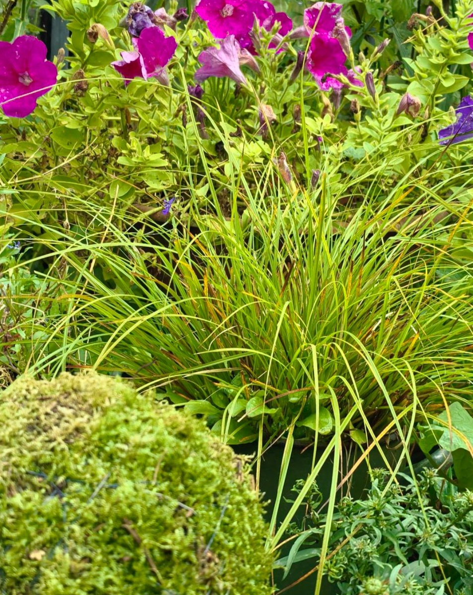 Моховой шар рядом со злаком