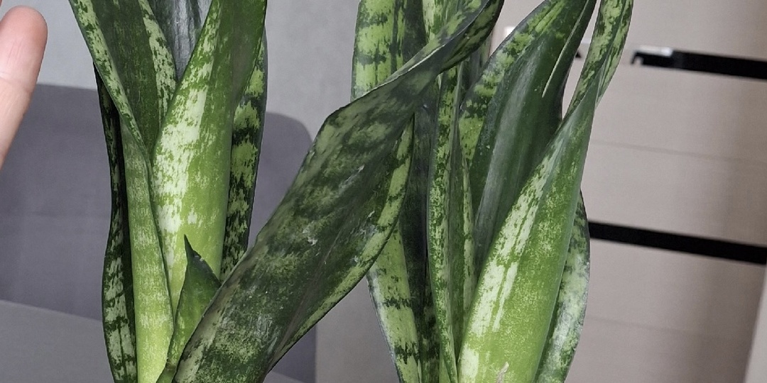 Как адаптировать сансевиерию после покупки: пошаговое руководство