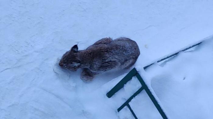 Потерявшийся в Кирове рысёнок. Обложка © VK / Большое гнездо, помощь животным