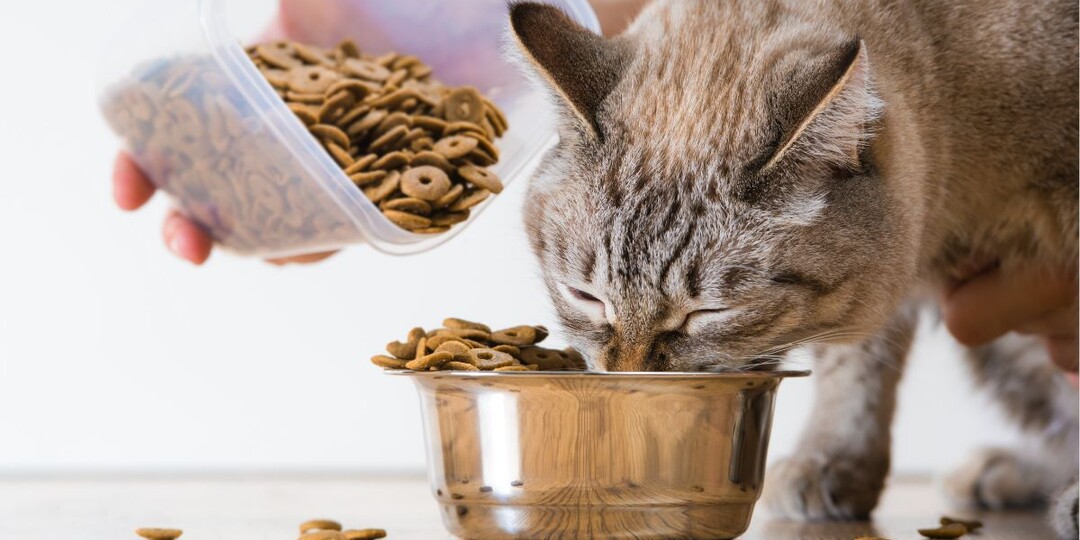 Как выбрать корм для кошки без ошибок: 4 признака, что вы нашли «тот самый»