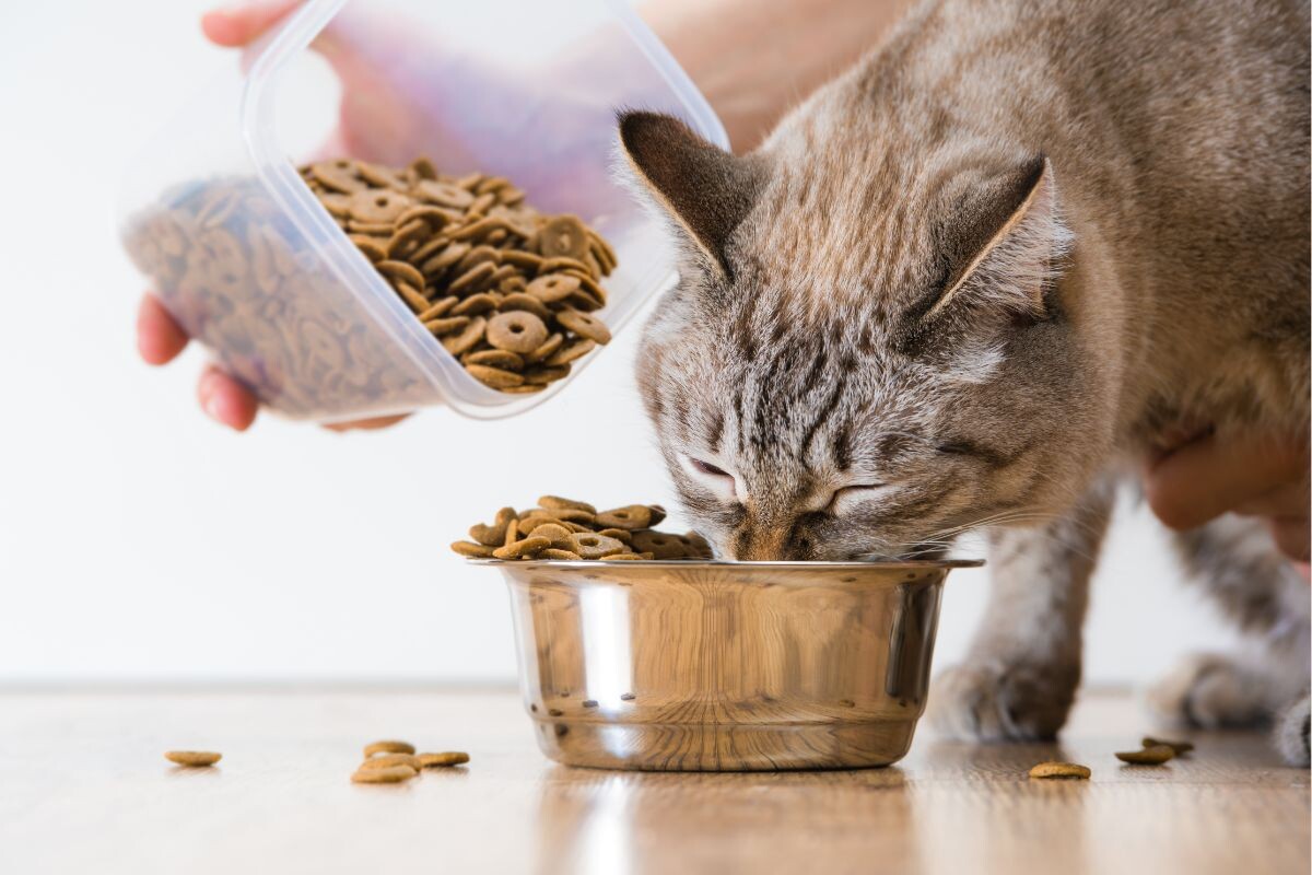 Как выбрать корм для кошки