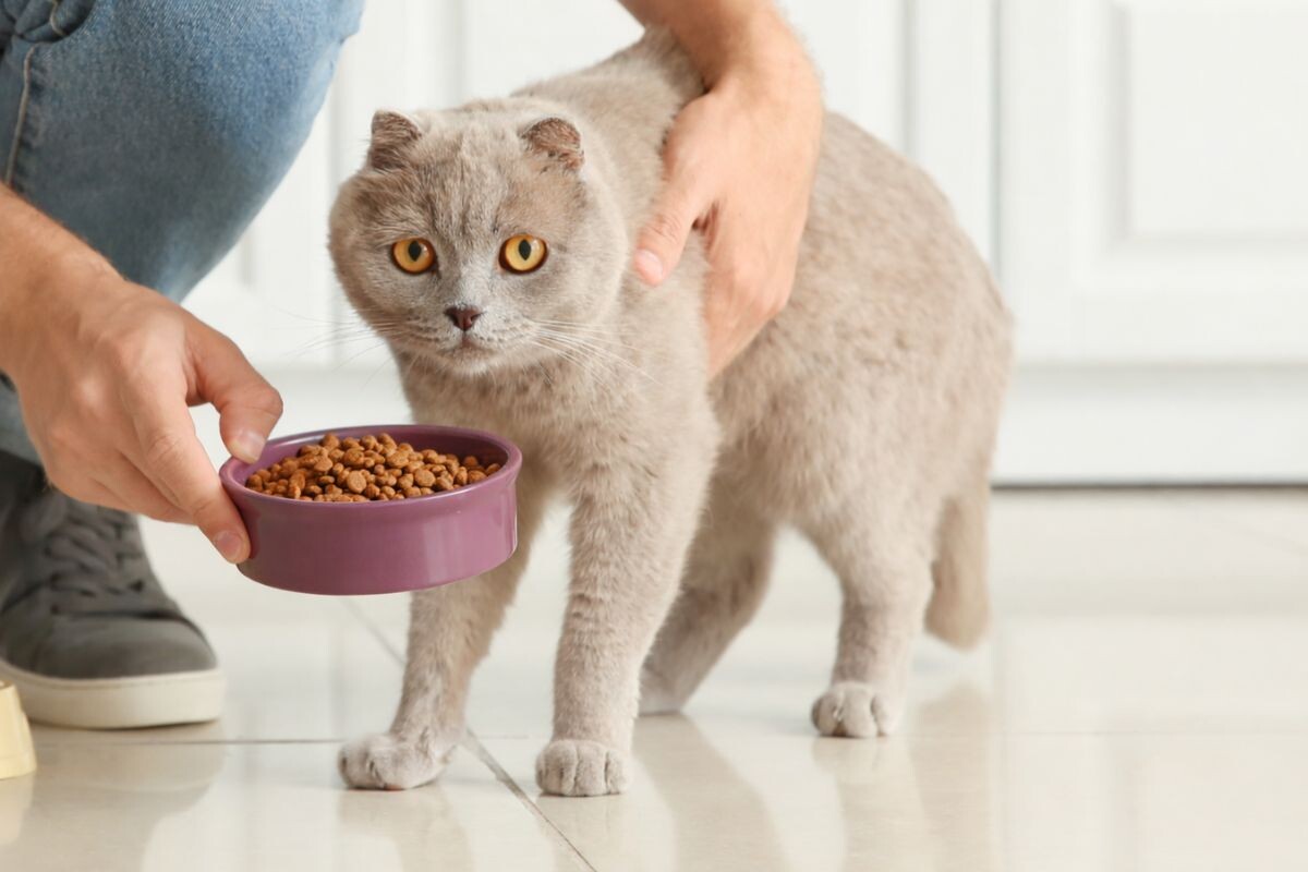 Мужчина кормит кота 