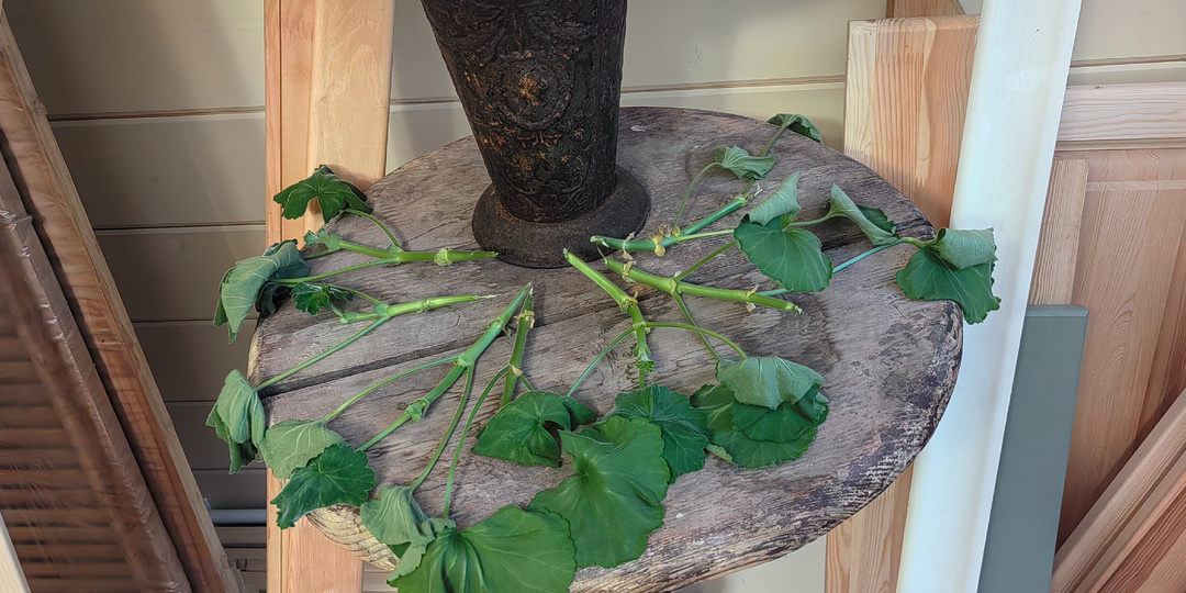 Ни один обрезок не выкидываю. Простой способ укоренения пеларгоний