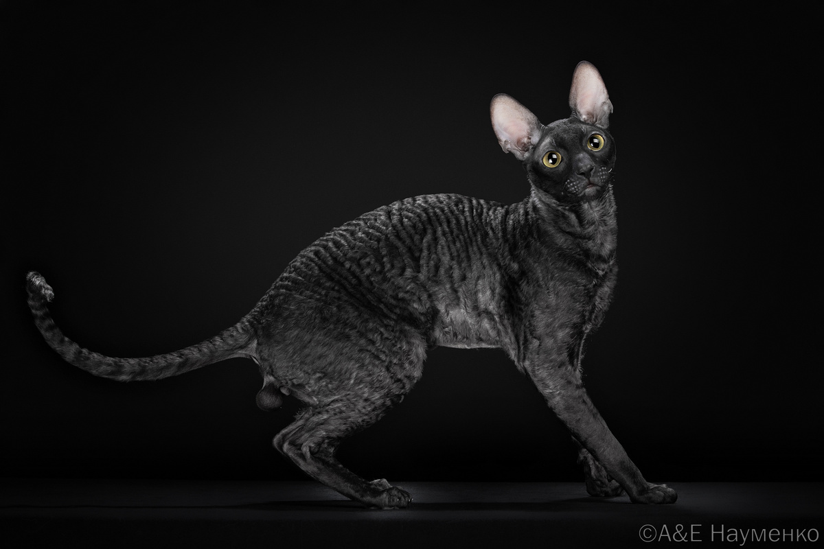 Тот самый подозрительный кот-пружина, в роли которого — корниш-рекс из питомника ShabbyMur