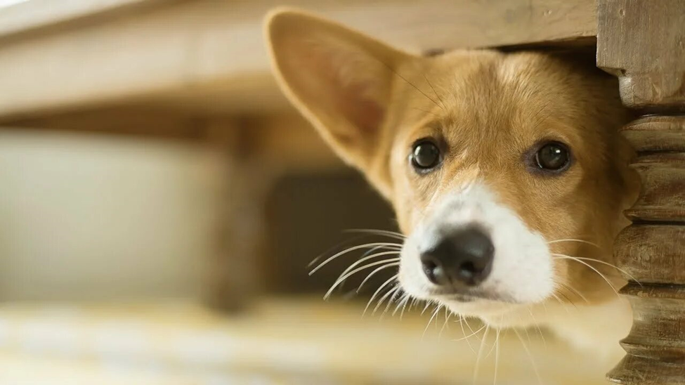 Собака с признаками стресса