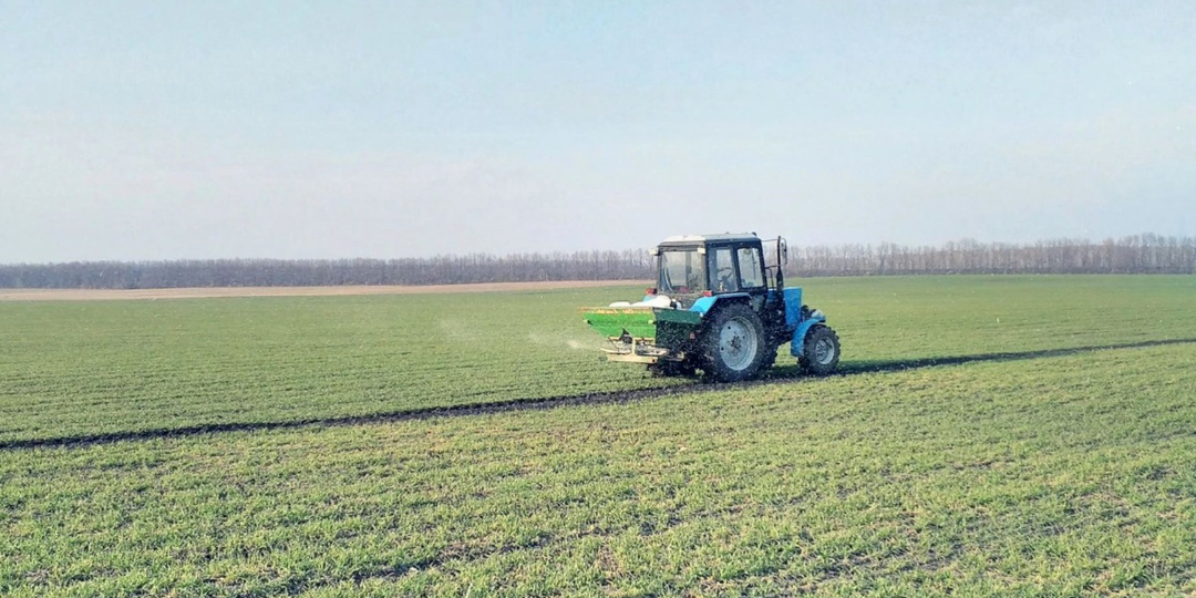 Особенности ранневесенней подкормки и оптимизация минерального питания озимых колосовых культур. Шпаргалка агроному.