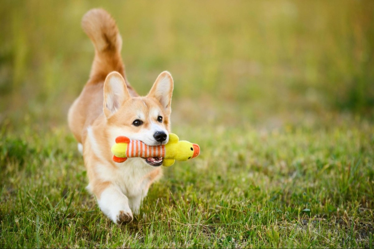    Окрасы корги разнообразны и зависят от разновидности породы