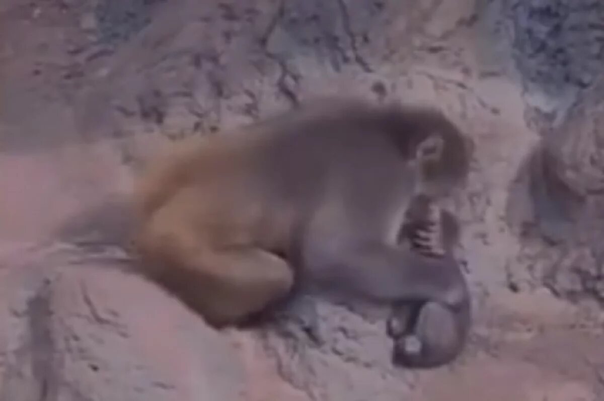    Брошенного мамой детеныша макаки Панча впервые обняла обезьяна